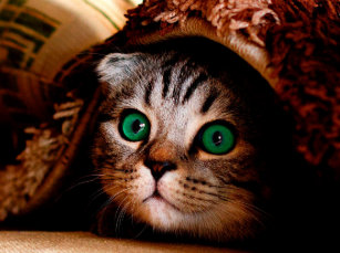 Verruckte Katze Laptop Schutzhullen Zazzle De