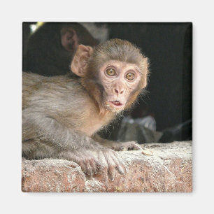 Erschrockener Affe mit großem Augenmagneten Magnet