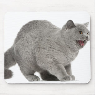 Erschrockenes britisches zischendes Shorthair (8 Mousepad