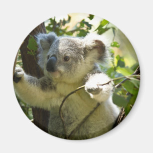 Erstaunlich niedlicher Babykoala in einem Baum Magnet
