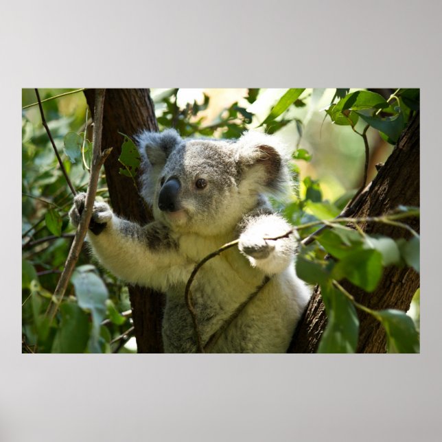 Erstaunlich niedlicher Koala in einem Baum Poster (Vorne)