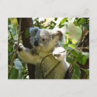 Erstaunlich niedlicher Koala in einem Baum