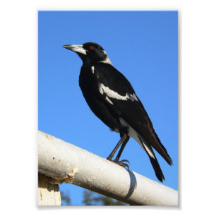 Erstaunliche australische Elster Vogelbeobachtung Fotodruck