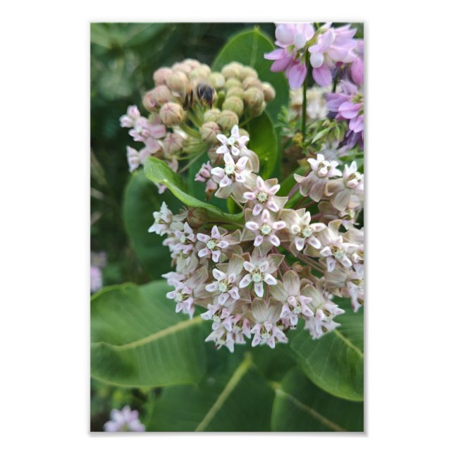 Erstaunliche Farben Fotodruck (Vorne)