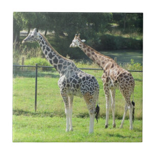 Erstaunliche Giraffen Fliese