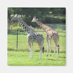 Erstaunliche Giraffen Magnet