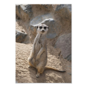 Erstaunliche Meerkatze Fotodruck