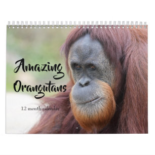 Erstaunliche Orang-Utans 2027 Kalender