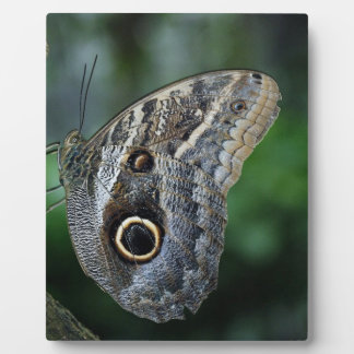 Erstaunlicher Caligo Eurilochus Schmetterling Fotoplatte