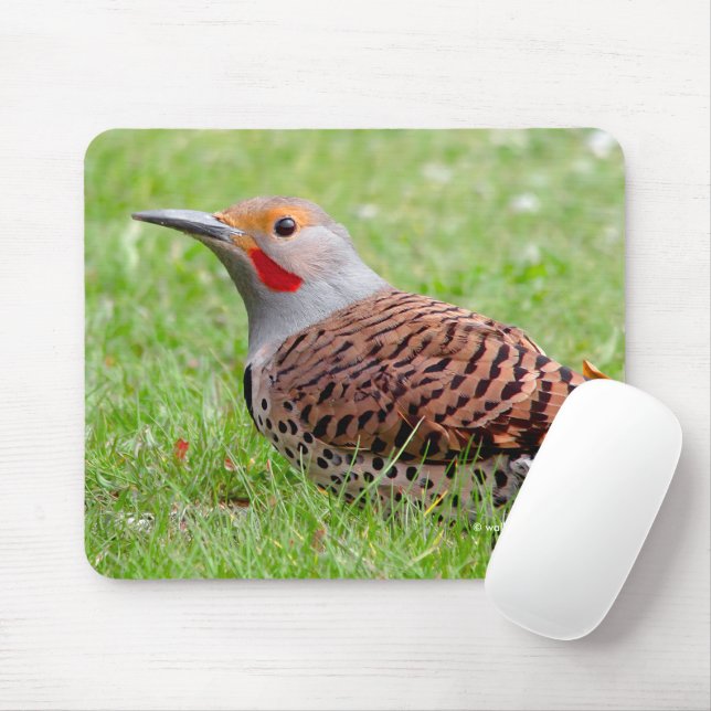 Erstaunlicher Nördlicher Buntspecht bei der Nahrun Mousepad (Mit Mouse)