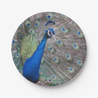 Erstaunlicher voller Vintage-Pfau Pappteller
