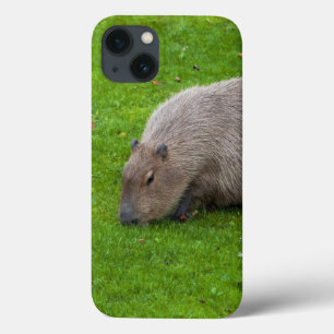 Erstaunliches Tier Capybara Case-Mate iPhone Hülle