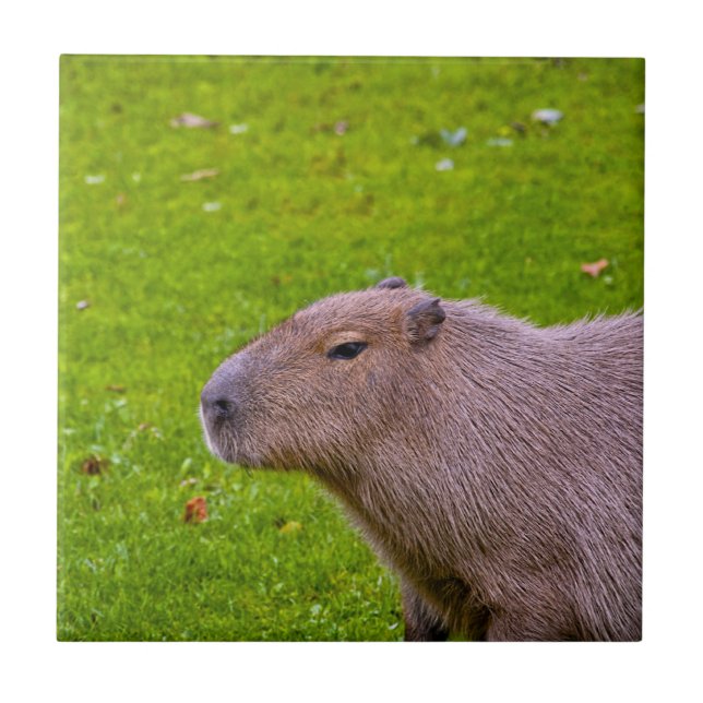 Erstaunliches Tier Capybara Fliese (Vorderseite)