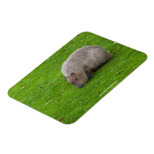 Erstaunliches Tier Capybara Magnet