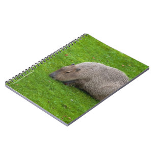 Erstaunliches Tier Capybara Notizblock