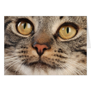 Erstaunte Tabby-Katze