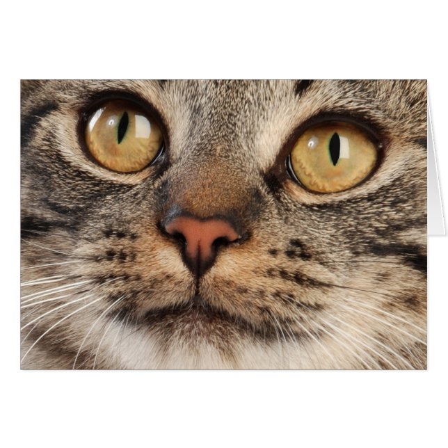 Erstaunte Tabby-Katze (Vorderseite (Horizontal))
