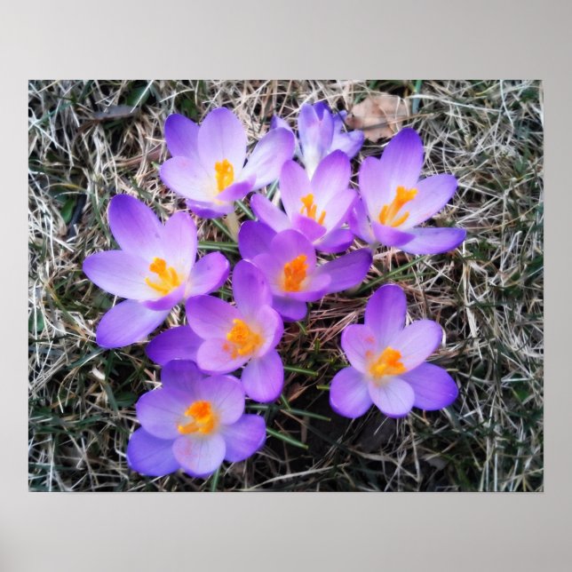 ERSTE ANZEICHEN DER FRÜHJAHRE POSTER (Vorne)