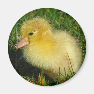 Erste Ausgabe der Saison Magnet