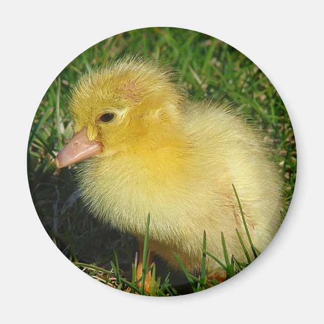 Erste Ausgabe der Saison Magnet (Vorne)