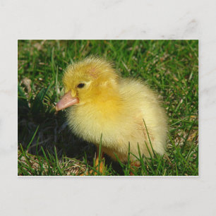 Erste Ausgabe der Saison Postkarte