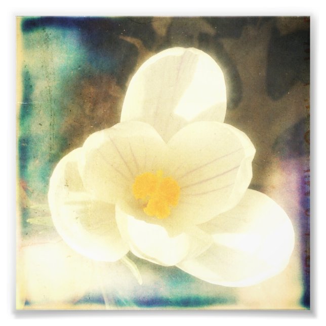 Erste Blume des Frühjahrs Fotodruck (Vorne)