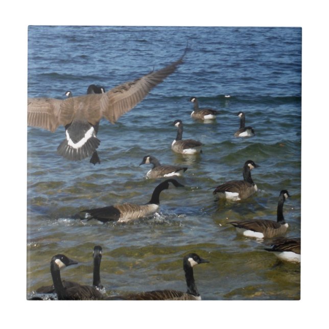 Erste Gänse zum Fliegen, Gänse am Arrowhad-See Fliese (Vorderseite)