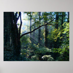 Erste Light Print Poster