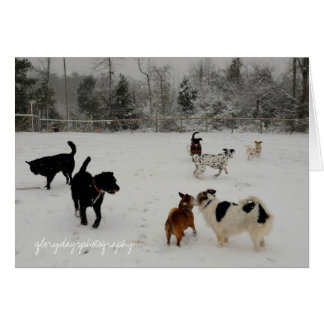erste Schneehunde