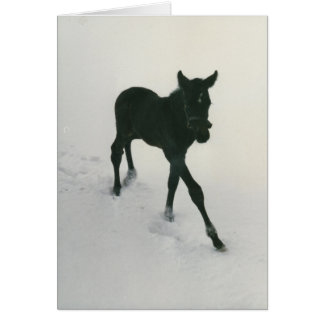 Erste Schritte im Schnee