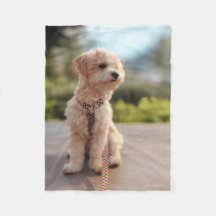 Erstelle Dein eigenes Haustier-Foto als individuel