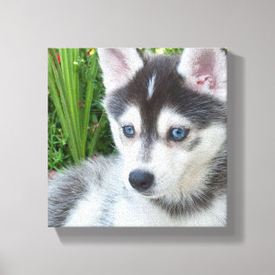 Erstelle Dein eigenes Haustier-Foto als individuel Leinwanddruck