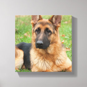 Erstelle Dein eigenes Haustier-Foto als individuel Leinwanddruck