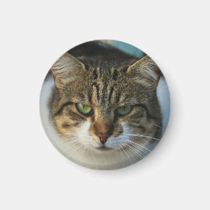 Erstelle Dein eigenes Haustier-Foto als individuel Magnet