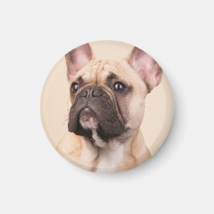 Erstelle Dein eigenes Haustier-Foto als individuel Magnet