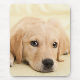 Erstelle Dein eigenes Haustier-Foto als individuel Mousepad