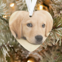 Erstelle Dein eigenes Haustier-Foto als individuel