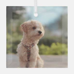 Erstelle Dein eigenes Haustier-Foto als individuel Ornament Aus Glas