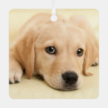 Erstelle Dein eigenes Haustier-Foto als individuel