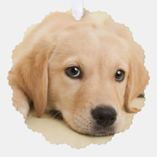 Erstelle Dein eigenes Haustier-Foto als individuel Ornament Karte
