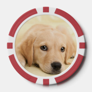 Erstelle Dein eigenes Haustier-Foto als individuel Pokerchips