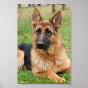 Erstelle Dein eigenes Haustier-Foto als individuel Poster