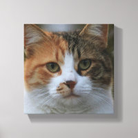 Erstelle Dein eigenes Katzenfoto nach Maß