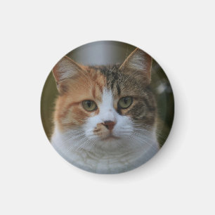 Erstelle Dein eigenes Katzenfoto nach Maß Magnet