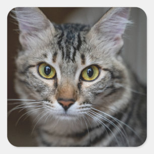 Erstelle Dein eigenes Katzenfoto nach Maß Quadratischer Aufkleber