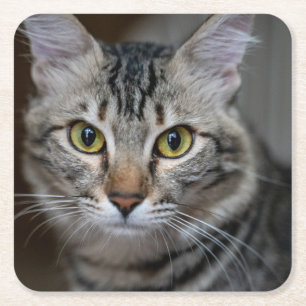 Erstelle Dein eigenes Katzenfoto nach Maß Rechteckiger Pappuntersetzer