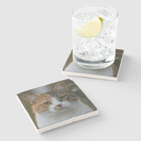 Erstelle Dein eigenes Katzenfoto nach Maß