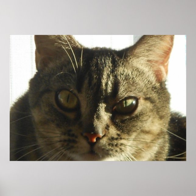 Erstellen Sie Ihr eigenes 28" x 20" Poster (Vorne)