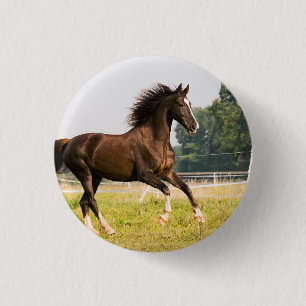 Erstellen Sie Ihr eigenes Haustier-Pferdefoto - Be Button