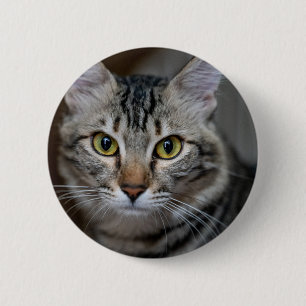 Erstellen Sie Ihr eigenes Katzenfoto - Benutzerdef Button